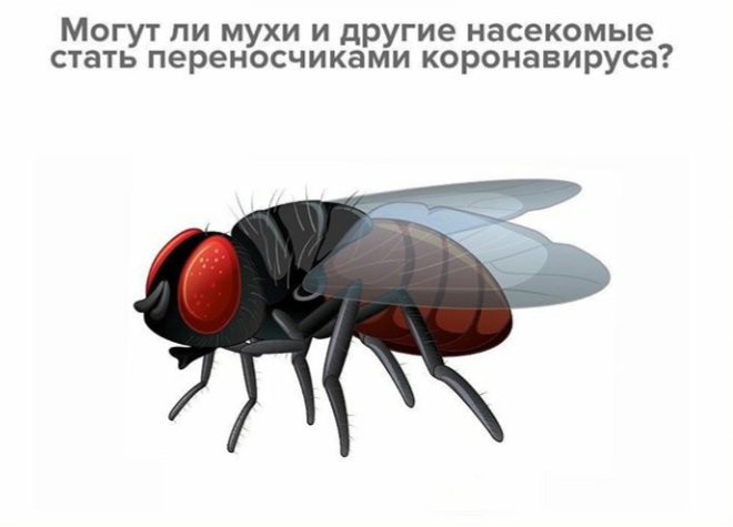 Мухи чувствуют